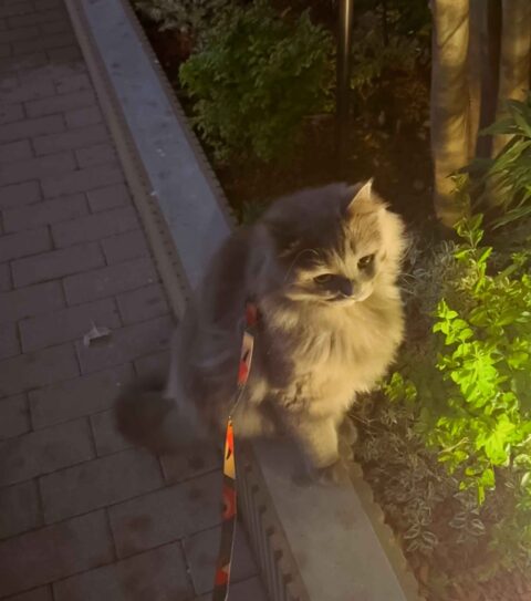 お散歩大好きニャ〜😸🎶｜東京都板橋区