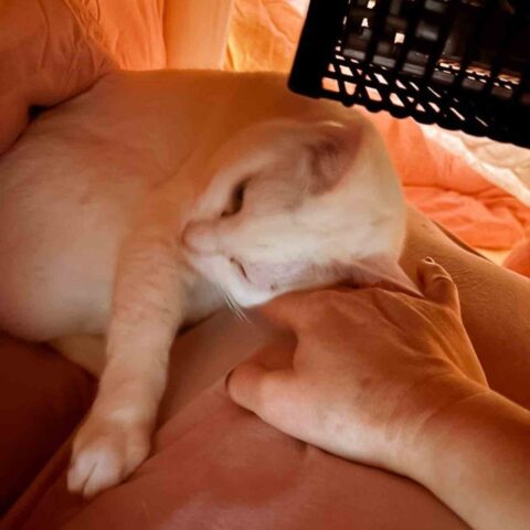 可愛いお姫様👸｜横浜市鶴見区