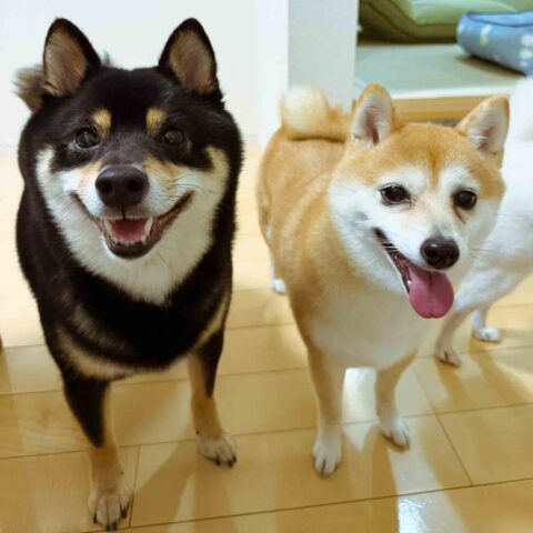 みんなのアイドルなの - 東京都世田谷区