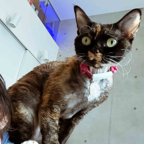 まるでイタズラ好きな妖精、じぇみにちゃん - 東京都新宿区