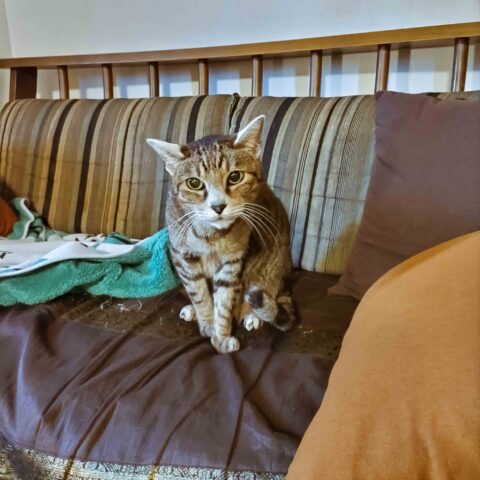 先生、今回もありがとうございました😸 - 神戸市垂水区