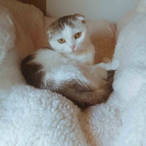 まったりするのが大好き🐱 - 東京都葛飾区
