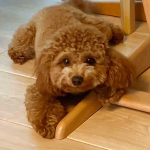 Almost One — Happy Birthday, Choco-kun! — Shinjuku-ku, Tokyo
