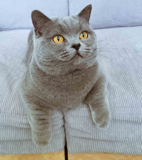 Hi, I'm Vivi! — Suginami-ku, Tokyo