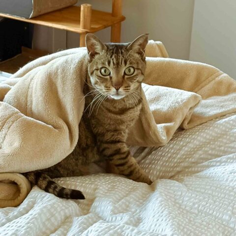 Cool from Every Angle — Meet Lulu-kun! — Higashiyodogawa-ku, Osaka