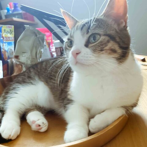 A Purr-fect Hour with Two Beauties — Kita-ku, Osaka