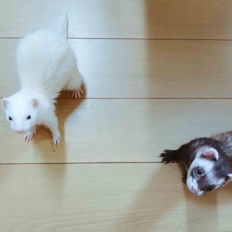 Morning Rituals with Ta-chan and Ku-chan — Taito-ku, Tokyo
