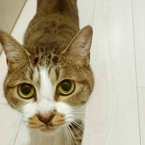Nice to Meet You, Choco-mi-chan — Kita-ku, Osaka