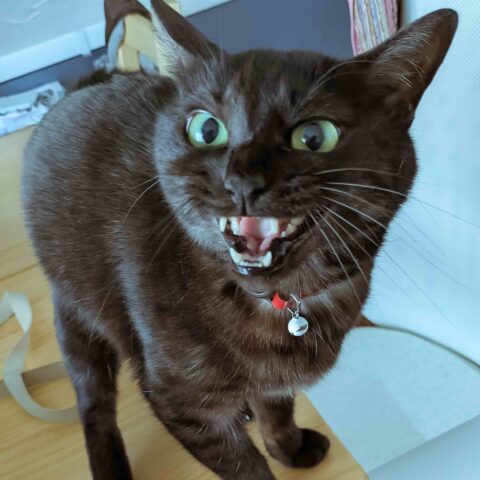 Sweet Chatter, Sweet Face — Chuo-ku, Tokyo