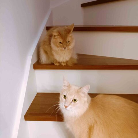 Two Handsome Gentlemen(=^・^=) — Toyonaka, Osaka