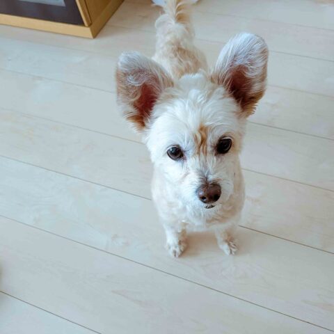 A Charming Little Prince — Midori-ku, Yokohama