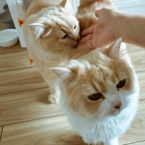 Soft as Clouds, Sweet as Brothers — Amagasaki, Hyogo