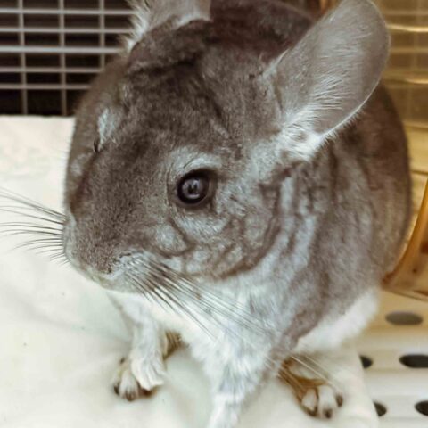 Yuki-chan, the Wide-Eyed Chinchilla — Suita, Osaka