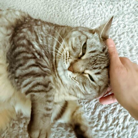 Sweet Smiles, Sharp Moves — Kinako-chan in Kanagawa-ku, Yokohama