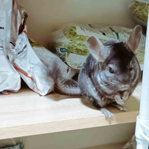 Too Cute, Too Quick to Catch — Isogo-ku, Yokohama