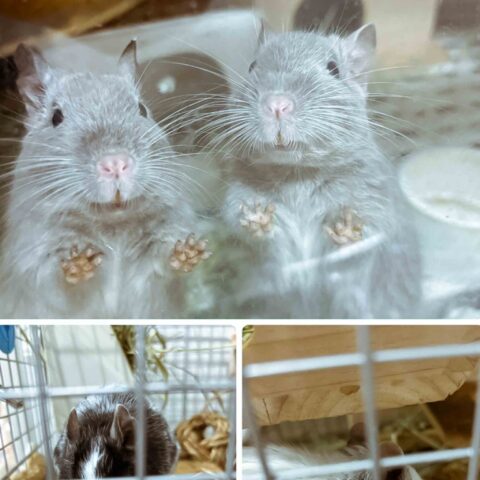 Cute, Lively, a Big Happy Family — Tsurumi-ku, Yokohama