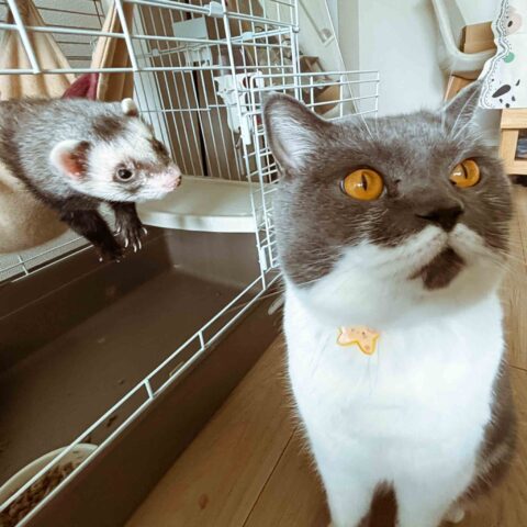 An Unlikely Pair of Best Friends — Nishinomiya, Hyogo