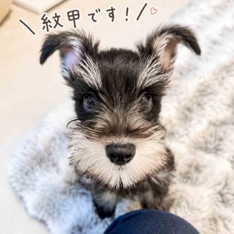 Nice to Meet You, Mongo-kun! — Toyonaka, Osaka