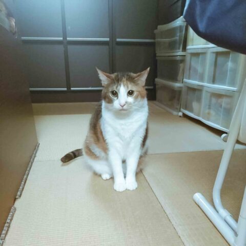 Were the Treats Tasty? — Tarumi-ku, Kobe