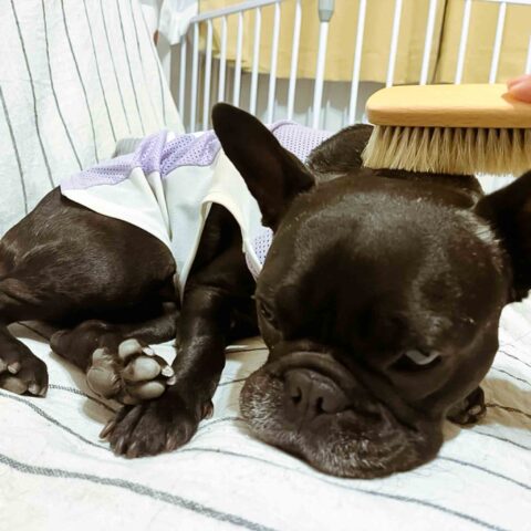 A Clever Little Frenchie — Setagaya-ku, Tokyo