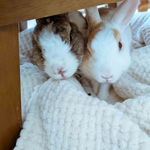 A Gotcha Day to Remember — Izumi-ku, Yokohama
