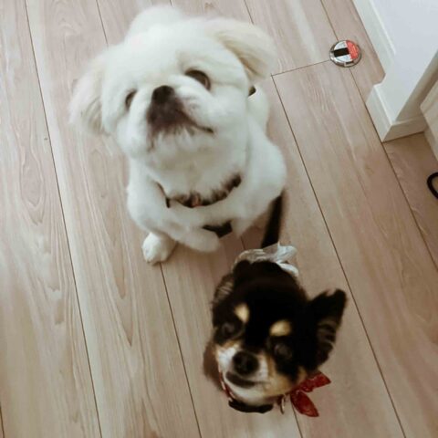 Two Little Charmers — Shinjuku-ku, Tokyo