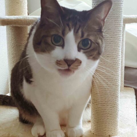Bring Me My Breakfast at Once! — Chuo-ku, Osaka