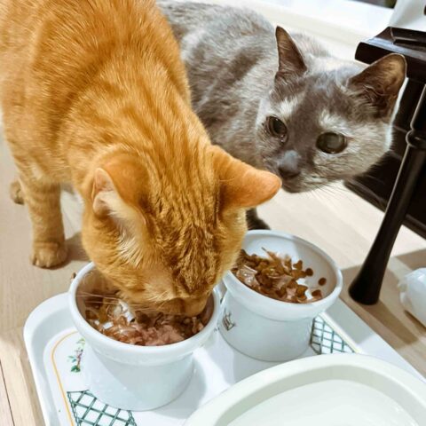 A Close-Knit Brother and Sister — Meguro-ku, Tokyo