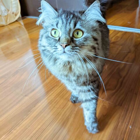 シャイで甘えん坊なcaocaoちゃん - 横浜市神奈川区