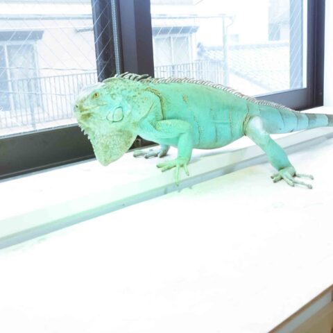 A Reptile Kingdom in the Making — Adachi-ku, Tokyo