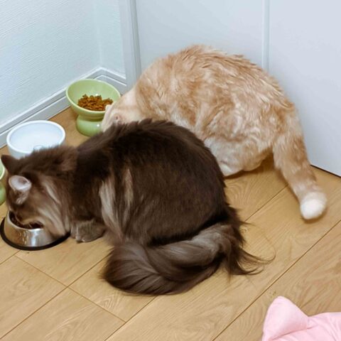 An-chan and Kii-chan, the Perfect Pair — Machida, Tokyo