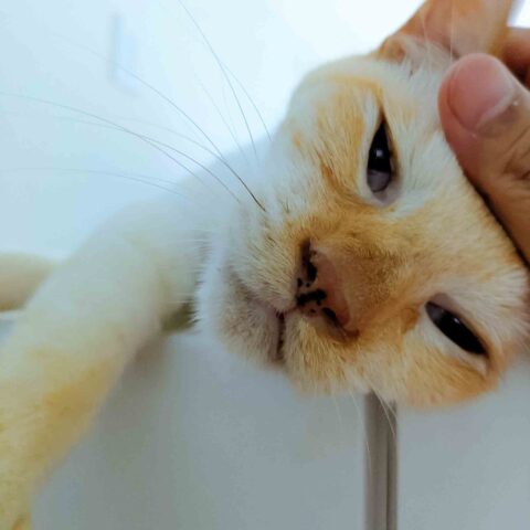 甘えん坊さん♡と人見知りさん☆ - 東京都世田谷区