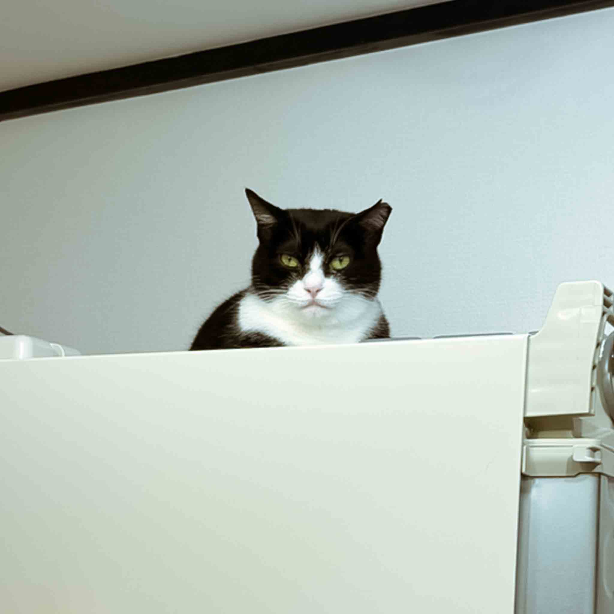 4匹の🐱ちゃん達♡ – 摂津市 | ペットシッター・散歩代行ならオレンジ