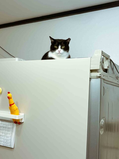 4匹の🐱ちゃん達♡ – 摂津市 | ペットシッター・散歩代行ならオレンジ