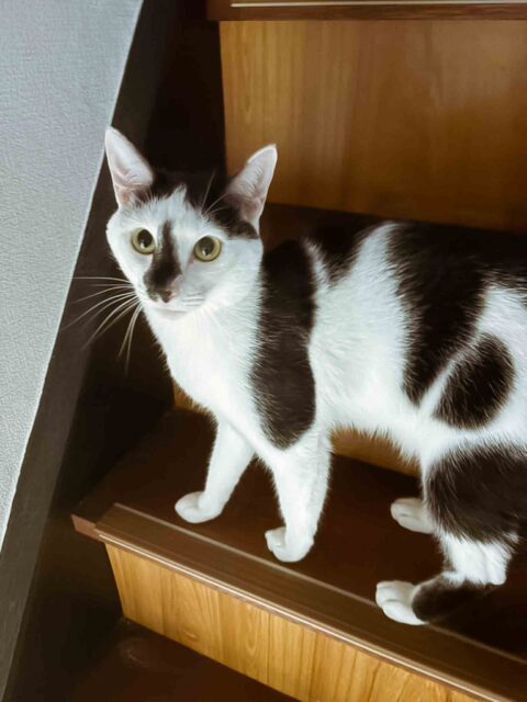 4匹の🐱ちゃん達♡ – 摂津市 | ペットシッター・散歩代行ならオレンジ