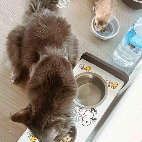 Gentle Cat, Pretty Ferrets — Nakahara-ku, Kawasaki