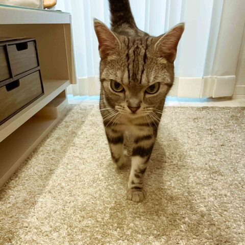 Sweet, Well-Behaved Nicole-chan — Yodogawa-ku, Osaka