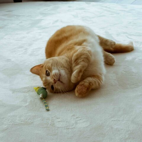 Toramaru-kun, the Playful One — Sagamihara, Kanagawa