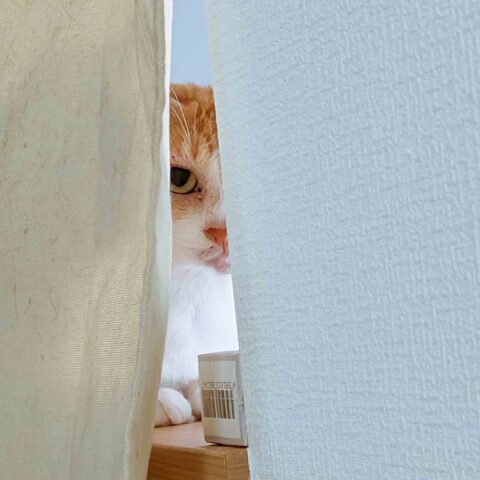 かくれんぼ名人の可愛い3にゃん - 横浜市緑区