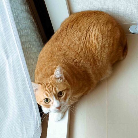 Holding the Fort Together — Higashiyodogawa-ku, Osaka