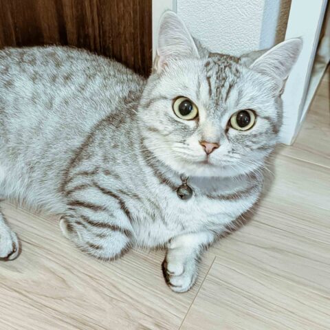 So Glad I Became a Pet Sitter — Koto-ku, Tokyo