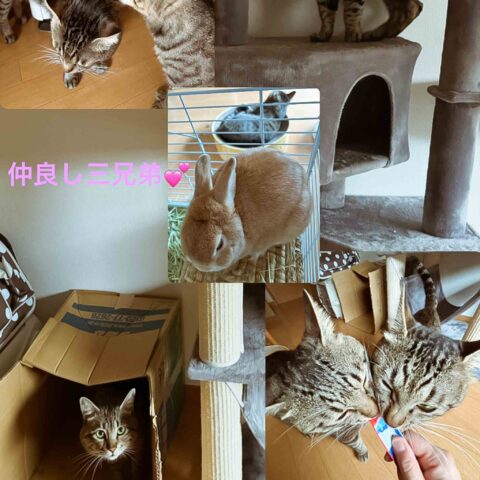 3人で頑張りました！🐱🐱🐰 - 兵庫県西宮市
