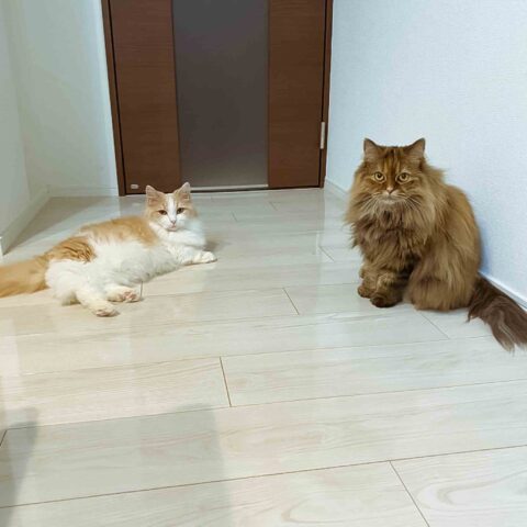 Two Cats Full of Grace — Tsuzuki-ku, Yokohama