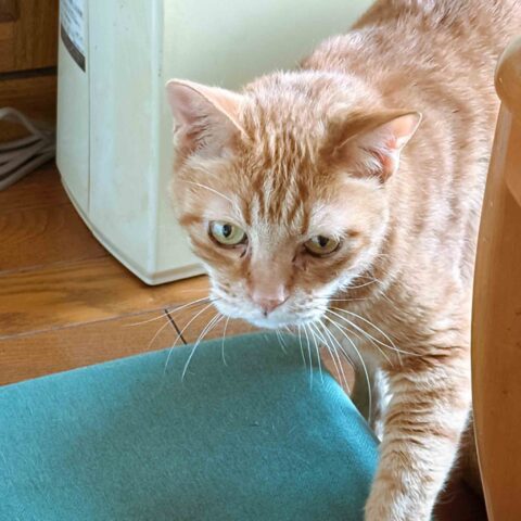 Mama's Boy, Sweet Chatora-kun — Higashiyodogawa-ku, Osaka
