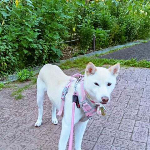 So Full of Kindness — Konan-ku, Yokohama