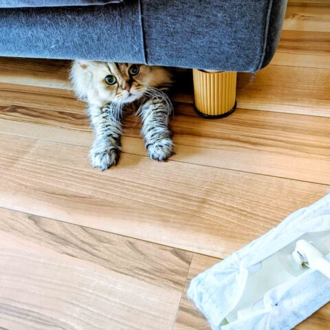 どこにいるかな？👀 - 東京都世田谷区
