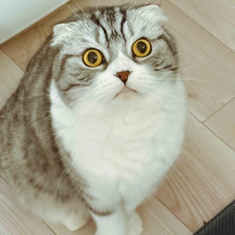 表情が豊かな、まん丸ダイキチくん✨ - 神奈川県大和市