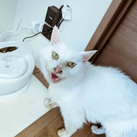 I Hear You Loud and Clear! — Ota-ku, Tokyo