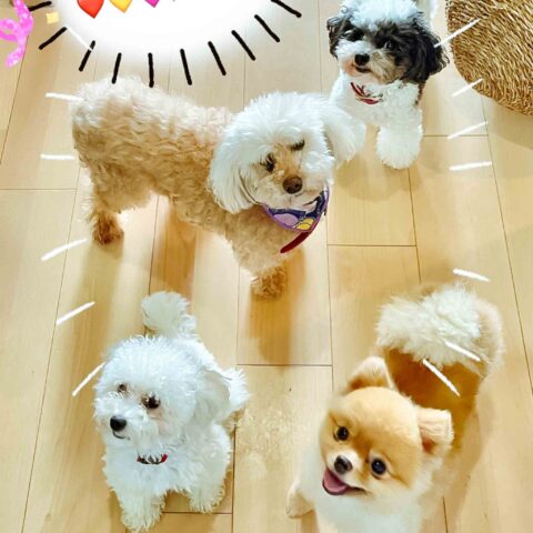 The Four Fluffy Musketeers and Their Merry Feline Friend — Miyakojima-ku, Osaka