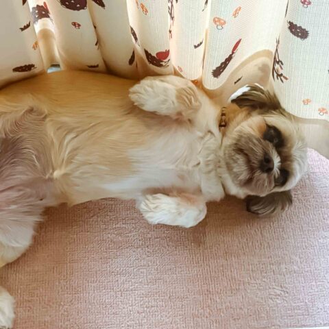 Sweet Spica-chan, Rolling Over for a Belly Rub — Yodogawa-ku, Osaka